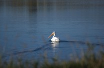 Pelican on Koenig Resevoir