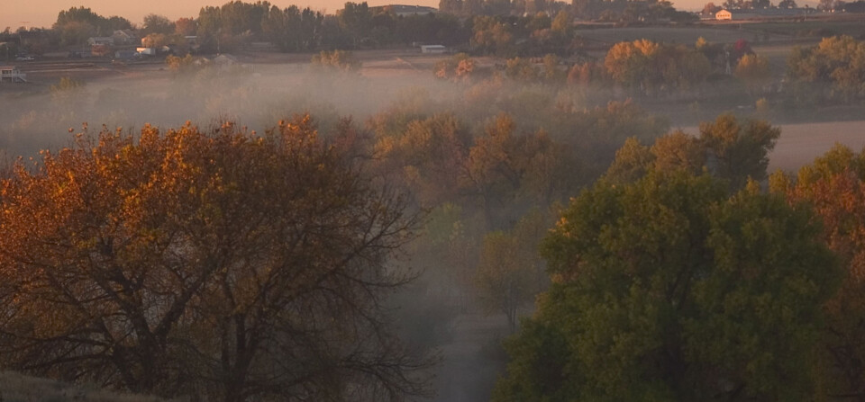 Morning Fog