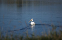 Pelican on Koenig Resevoir