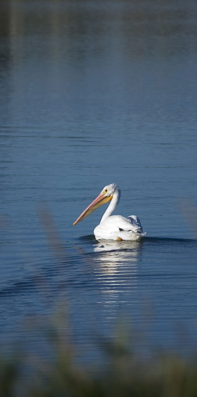 Pelican on Koenig Resevoir