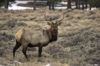 Elk