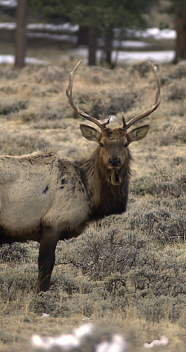 Elk