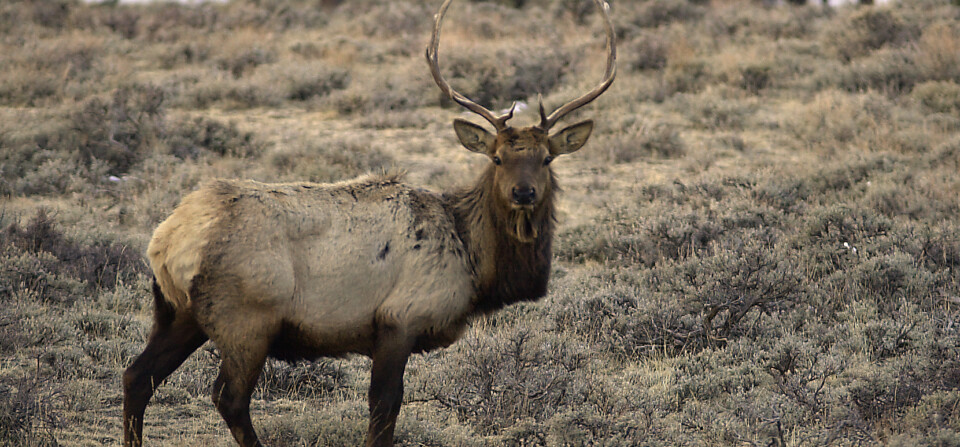 Elk