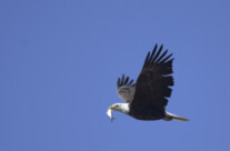 Fly Like an Eagle