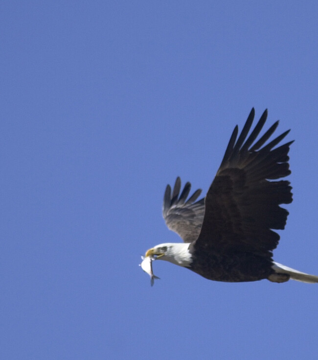 Fly Like an Eagle