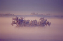 Foggy Sunrise
