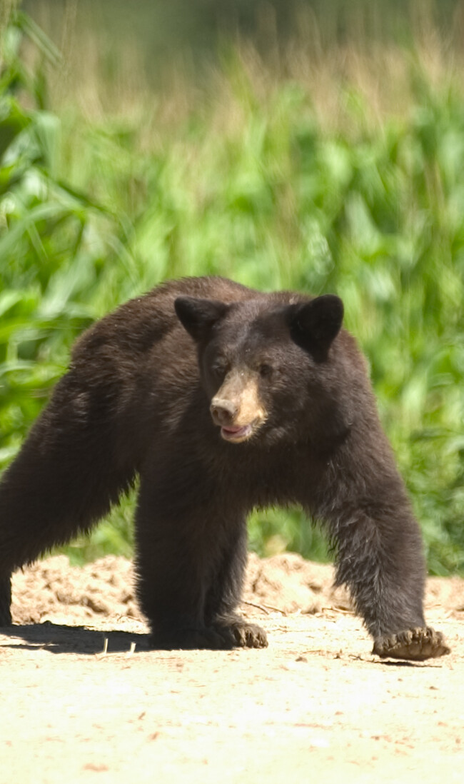 Bear